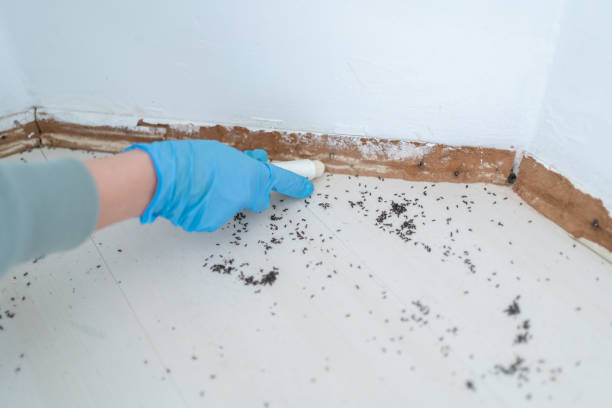 Best Cockroach Control Services  in Emporium, PA